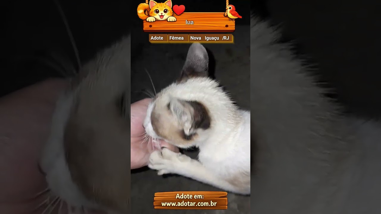 Gato raça SRD-ViraLata idade 2 a 6 meses nome lua