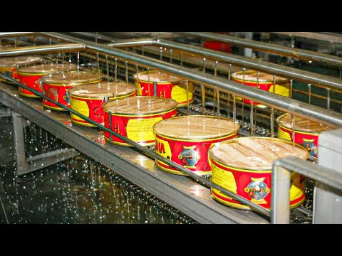 How Canned Tuna is Made 🥫 How it is Processed and Canned