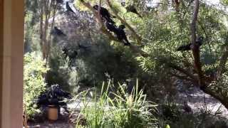 preview picture of video 'Carnaby's Black-Cockatoos In Suburban Perth backyard'