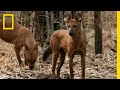 See the Wild Dog That Urinates In a Weird Way | National Geographic