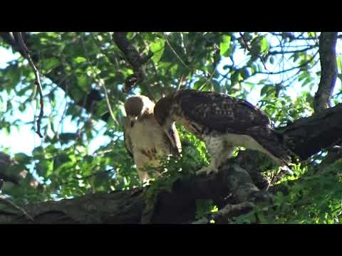 Male red-tailed hawk feeding chick in Tompkins Square Park, NYC