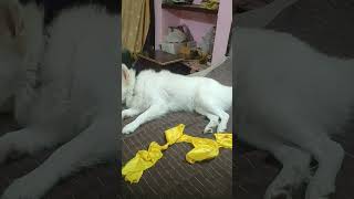Download lagu https://youtube.com/shorts/zDQge0KDWGY?si=VcBJb3lRW-7vOqch #video #viral #bihar mp3 Download lagu https://youtube.com/shorts/zDQge0KDWGY?si=VcBJb3lRW-7vOqch #video #viral #bihar mp3