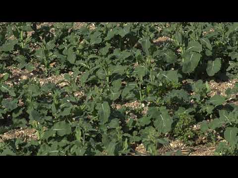 Virtual Trial Tour 2020 for Lumiposa