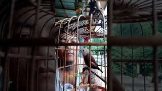 Download lagu Emprit rasa perkutut mp3