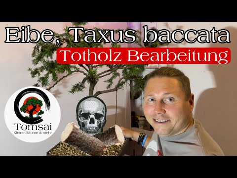 Eibe, Taxus baccata #1 Totholz Bearbeitung Bonsai 66/22