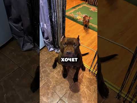 Говорящий питбуль удивил мир