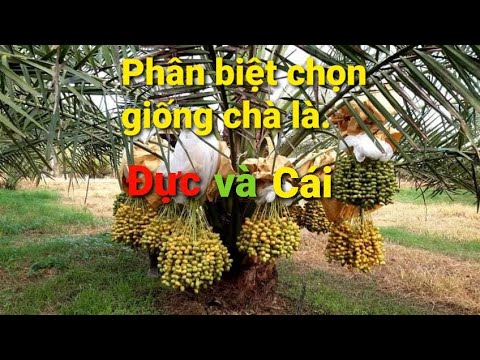 Phân biệt giống chà là cái và đực khác nhau như thế nào