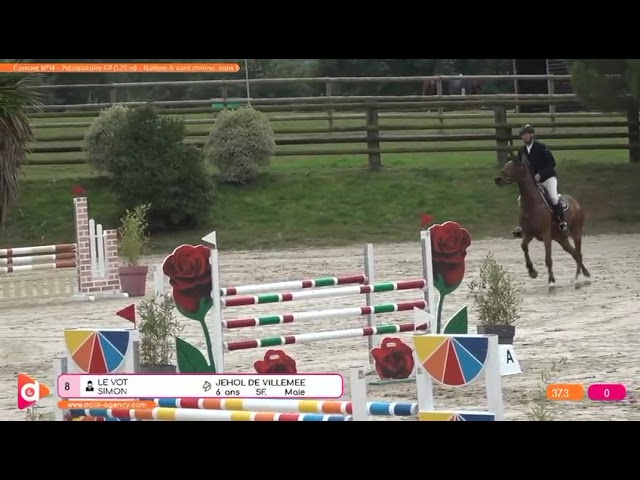 hongre selle fran&ccedil;ais 7 ans ogrion des champs cso