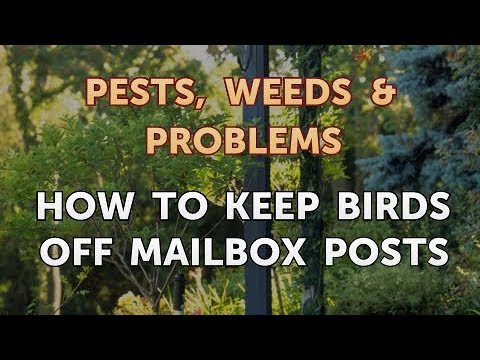 YouTube video about: How to keep birds off mailbox?