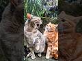 Cats Vs Cats Funny Catvideos Catshorts Cat