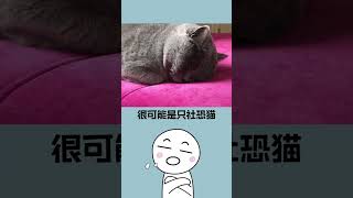 如何選擇一隻讓你魂牽夢縈的黏人貓咪？這些技巧你一定要知道！#shorts #short