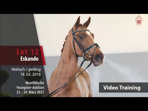 Westf. Youngster-Auktion 25. - 29. März 2021 Trainingsvideo Lot 12 Eskando v. Elton John-Don Schufro