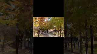 Autumn Korea 4K 🍁Seoraksan Peaks, Nami Island Trails & Gyeongju Temples