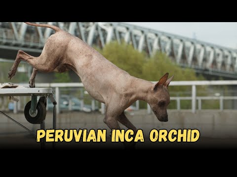 Peruvian Inca Orchid the best Hairless Dog Breeds, Buying Cost, Diet, Care Sheet Guide for Beginners