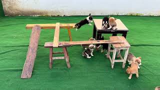 This kid dog is too stubborn #dog #my dog ​​and my story #spiritedpuppy #dog owner #fyp #youtube