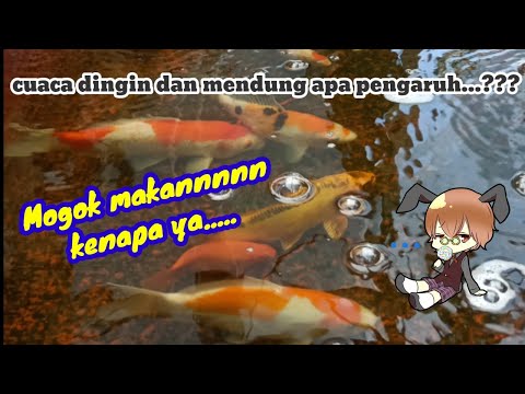 IKAN KOI | gak nafsu makan apa karna.....Cuaca dingin dan mendung...