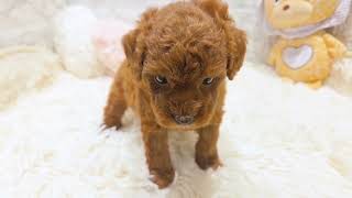 トイプードルの動画01