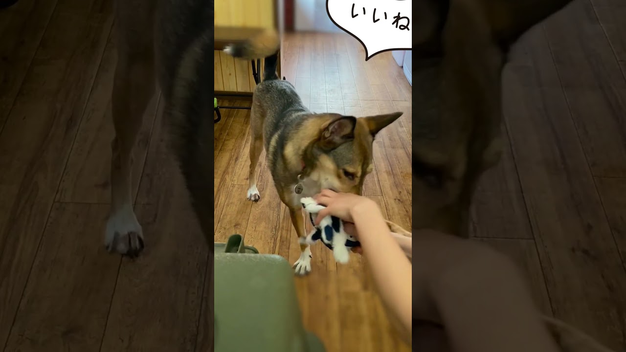 楽しいピーピーおもちゃ