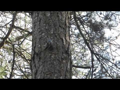 Boomklever Vagevuurbos Wingene