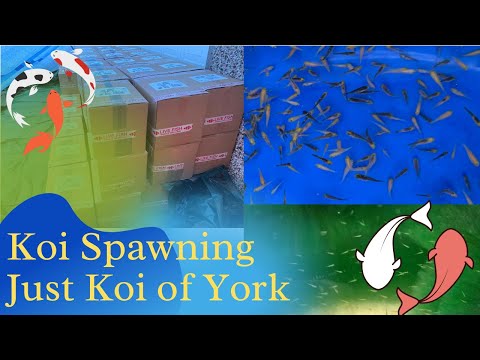 JUST KOI YORK SPAWNING