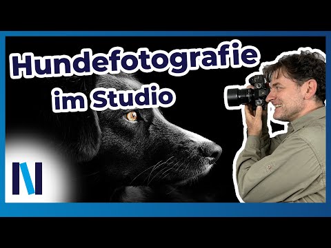 Nützliche Anleitung für perfekte Hunde-Fotos im Studio!