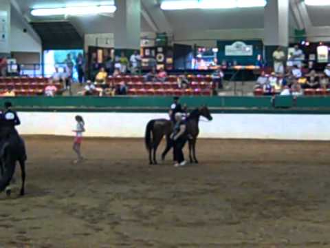 2012 Morgan Southern States Regional Show