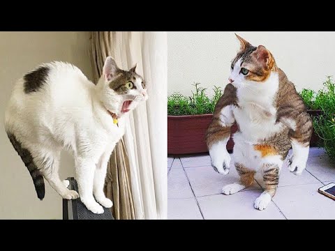 Try Not To Laugh or Grin While Watching Funny Animals Compilation #30
