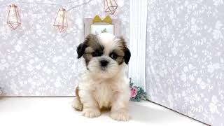 シーズーの動画01