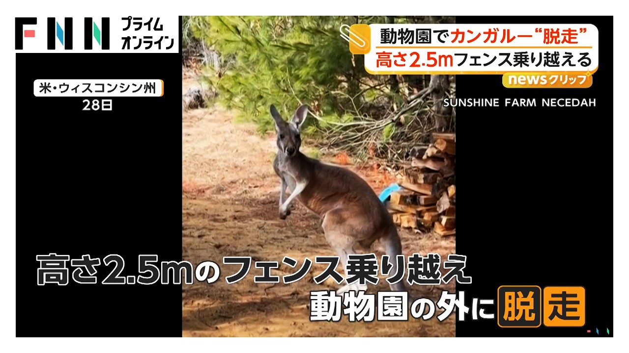 アメリカで脱走劇　植物をむさぼるゾウと3日間逃げ続けるカンガルー（2026年03月31日）