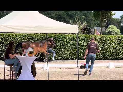 Hengstfohlen von Bon Vivaldi aus einer Floresco x Elsurimo XX Mutter