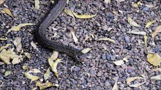 preview picture of video 'HINGOLGHAD || SNAKE || GUJARAT ||2K18 || FAMILY TRIP||'