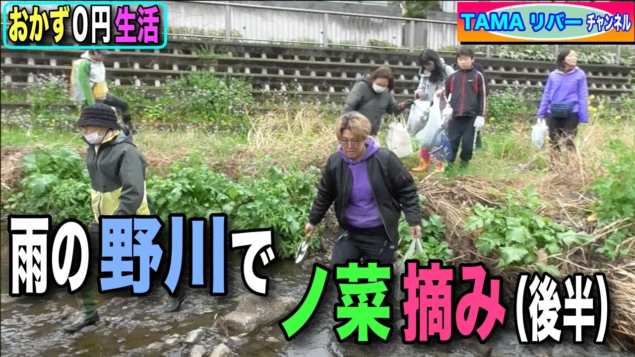 【おかず０円生活】雨の野川でノ菜摘み（後半）