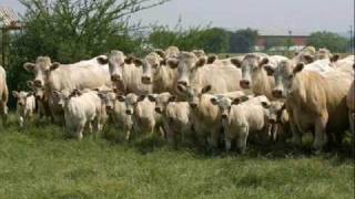 DOS ARBOLITOS - Pedro Vargas con la Rondalla Tapatía