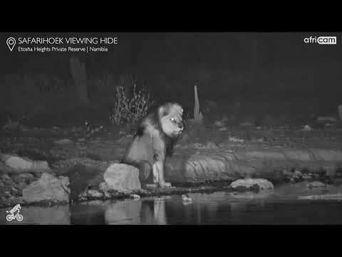 Male Lion Drinks Then Lets Out a Mighty Roar