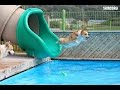 Swimming Corgis Underwater View