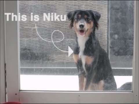 A day in the life of my dog Niku
