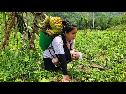 14-Year-Old Single Mother - Harvesting Bananas to Sell at the Market, Gardening and Raising Children