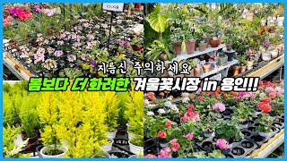 겨울 꽃시장 인데 봄보다 더 화려하네요?? 사고 싶은 식물들이 한가득 ㅠㅠ