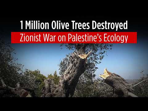 1 Million Olive Trees Destroyed: Zionist War against Palestine’s Ecology