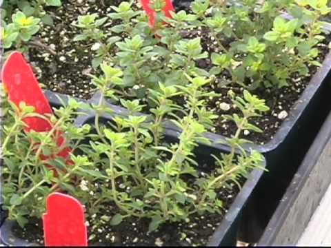 Herbs as Ground Covers - YouTube