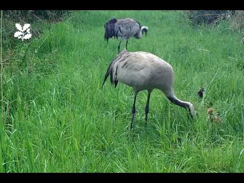 First crane chick arrives at Wicken Fen Nature Reserve