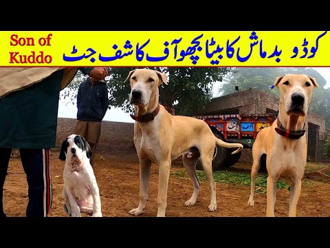 Best Pakistan Bully Dog Breed Kuddo Dog By Pakistani Bully Dog Channel @Nafa TV HD