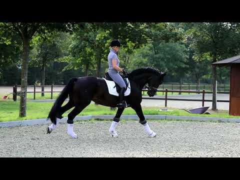 4j Stute von Fürst Belissaro x Rotspon