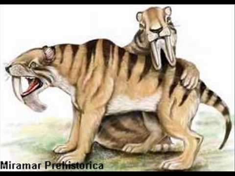 Thylacosmilus tribute