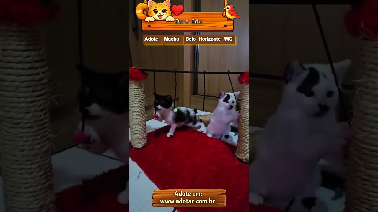 Gato raça SRD-ViraLata idade 2 a 6 meses nome Du e Edu