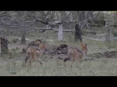 Dec 09, 2016- A mating Pair of Black Backed Jackals on Djuma
