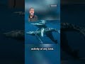 Two Male Humpback Whales Caught On Camera Having Sex