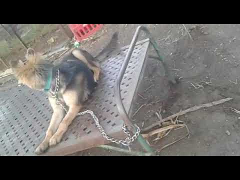 Arif N(my dog tayson)