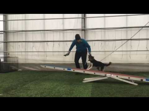 Cobra bang-game på vippe - 04.02.2017