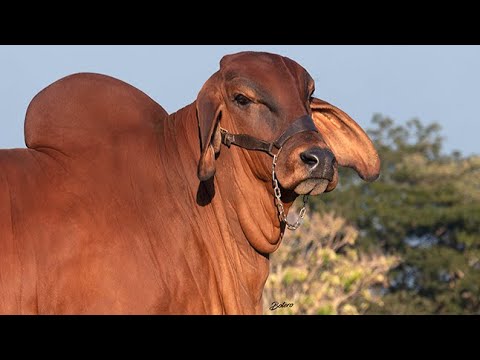 , title : 'LA MEJOR VACA BRAHMAN ROJO DEL MUNDO ESTÁ EN COLOMBIA'